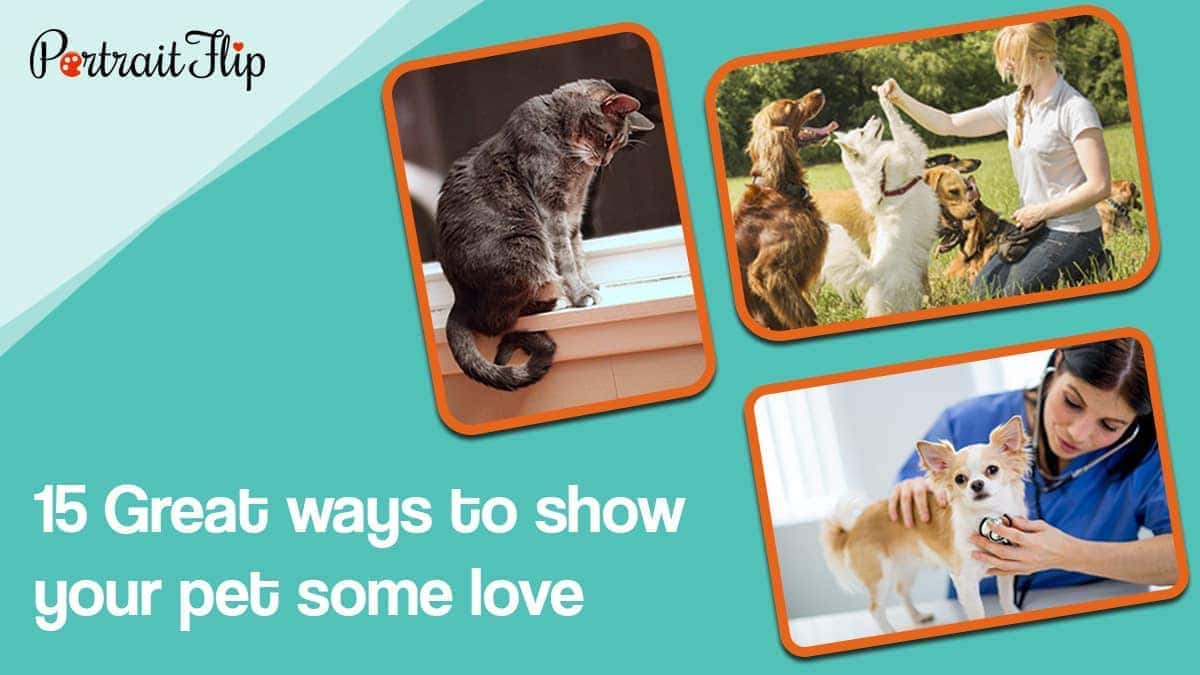 15 great ways to show your pet some love