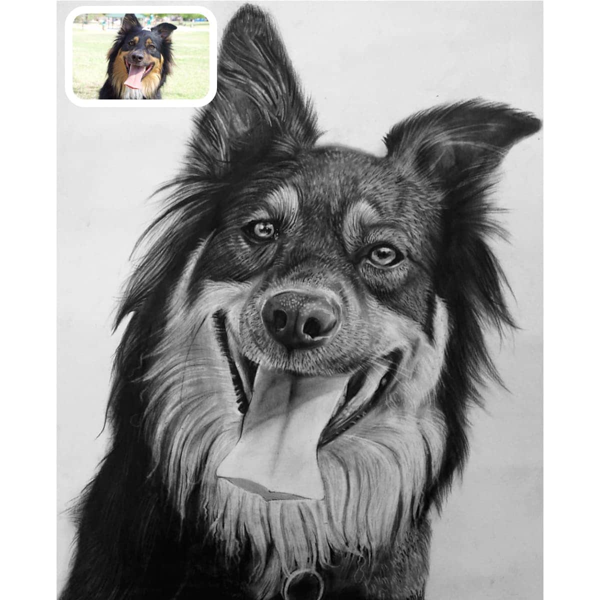 Pet Charcoal Portraits Photo to Charcoal Drawing [Free Shipping]