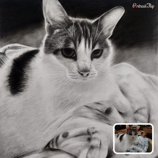Pet Pencil Sketch From Photo