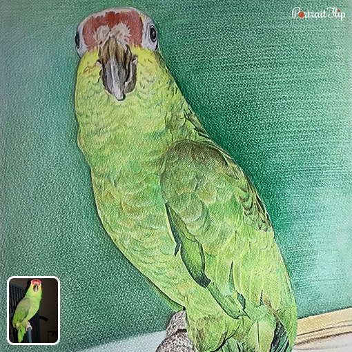 photo to parrot colored pencil drawing