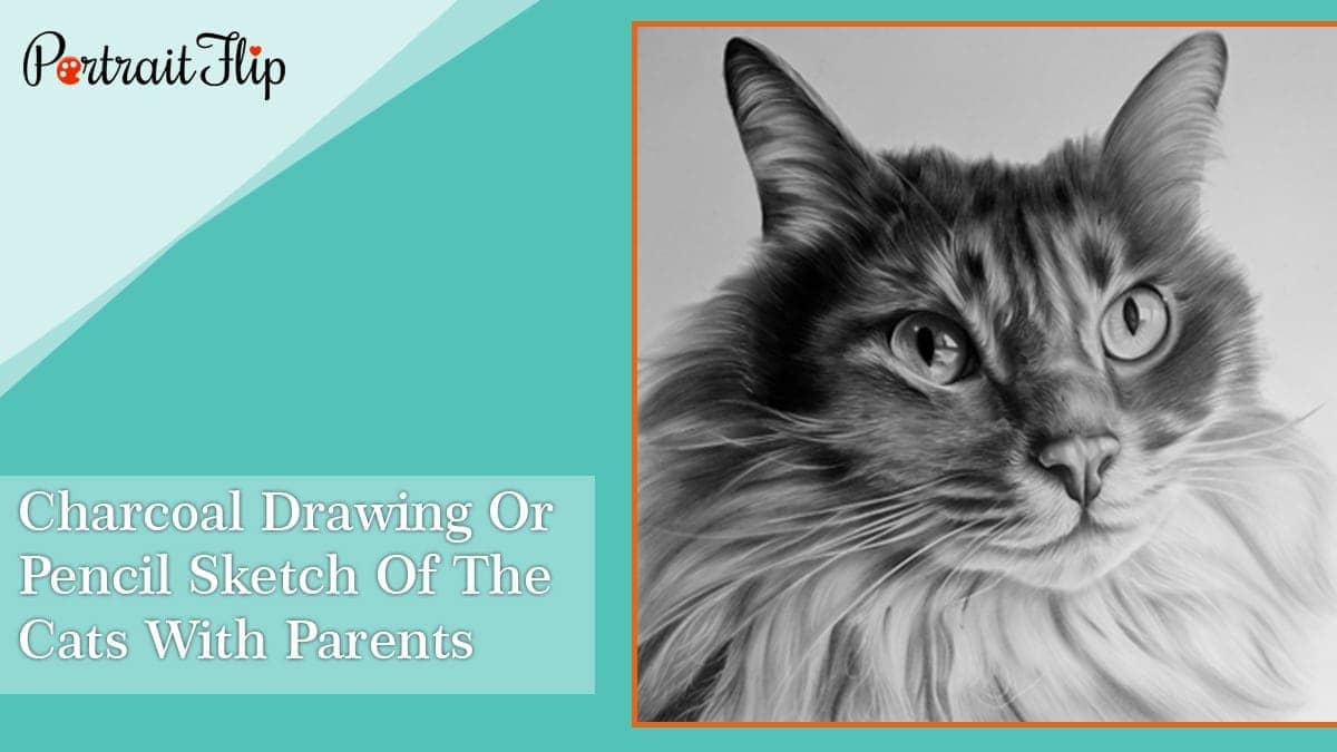 Charcoal drawing or pencil sketch of the cats with parents