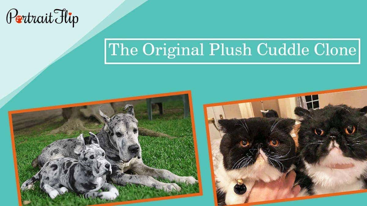 The original plush cuddle clone