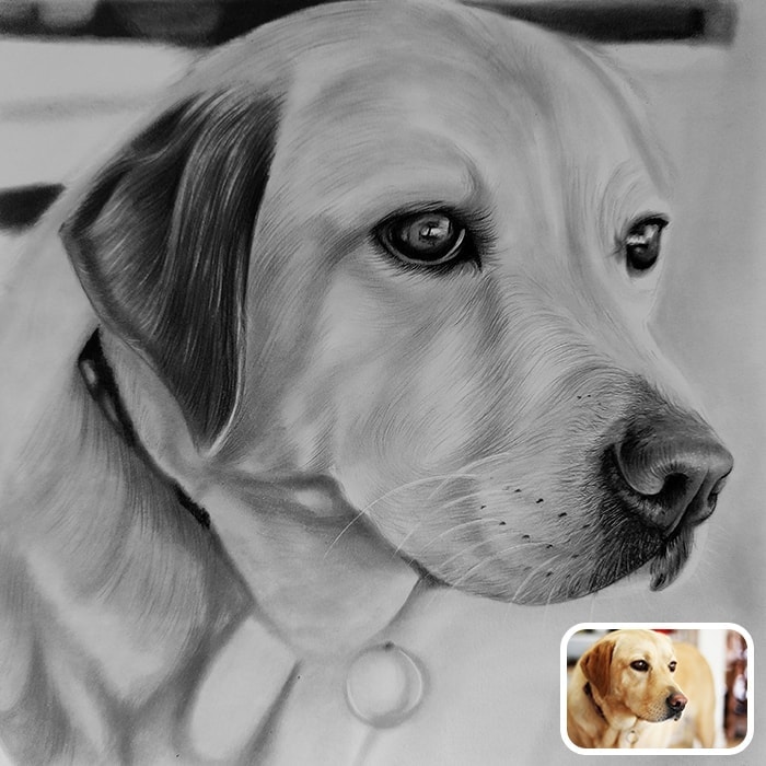 dog pencil portrait