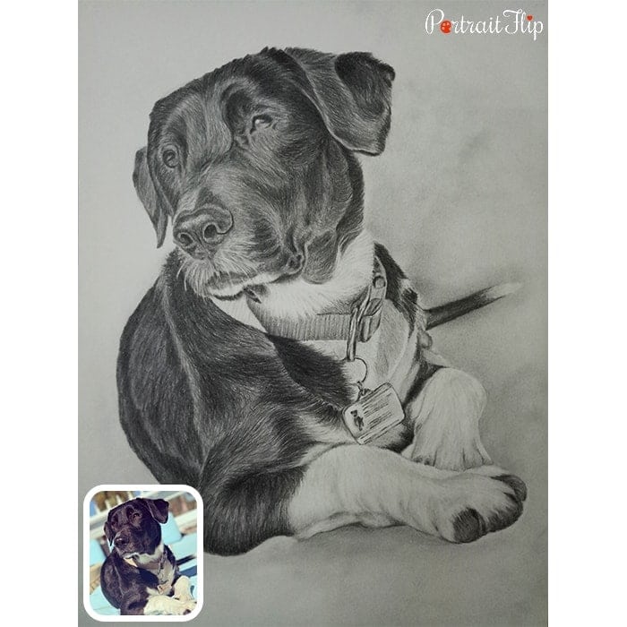 dog pencil sketch portrait