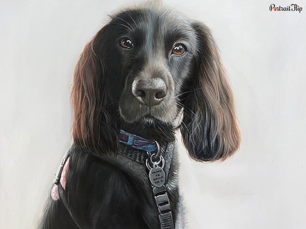 pet portraits