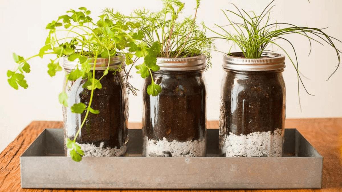 herbs growing inside mason jars