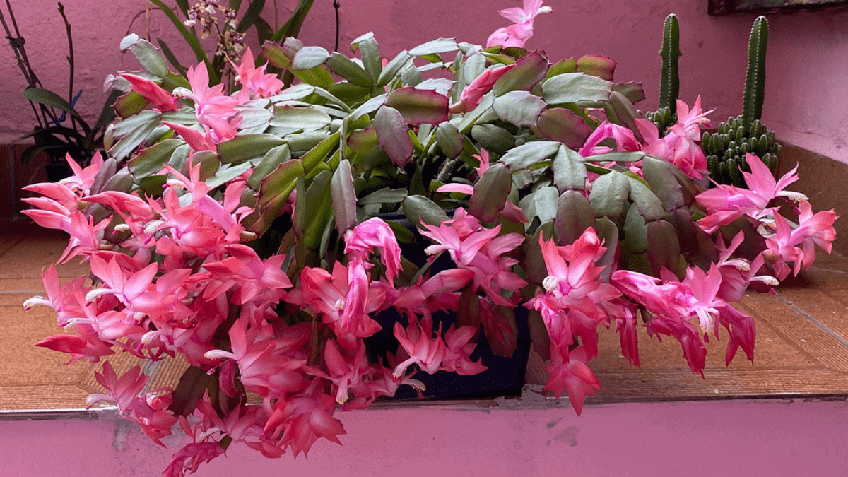 Some beautiful Christmas cactus are kept on the balcony area. 