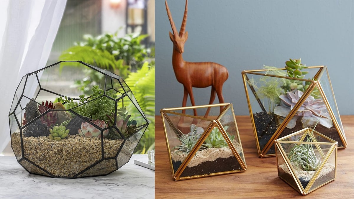Beautiful Faceted Terrariums on a table. 