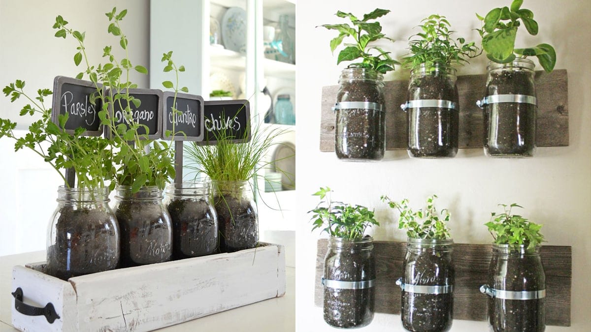 herb garden setup : herbs growing in different glass jars. 