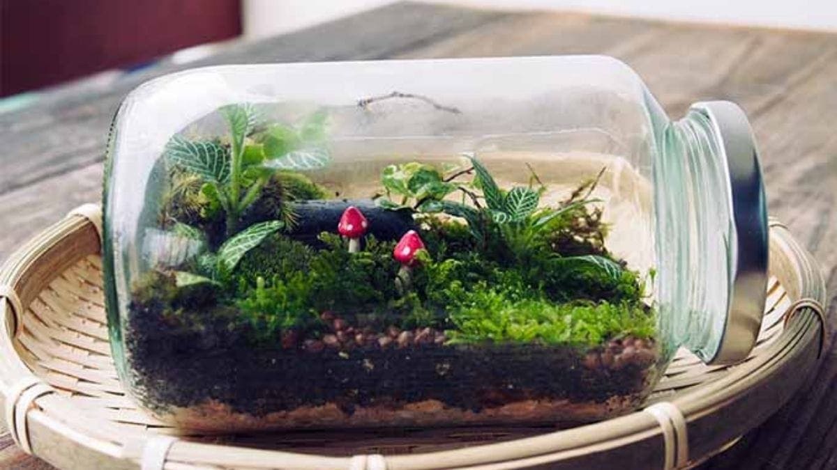 A mini terrarium in a small glass jar. 