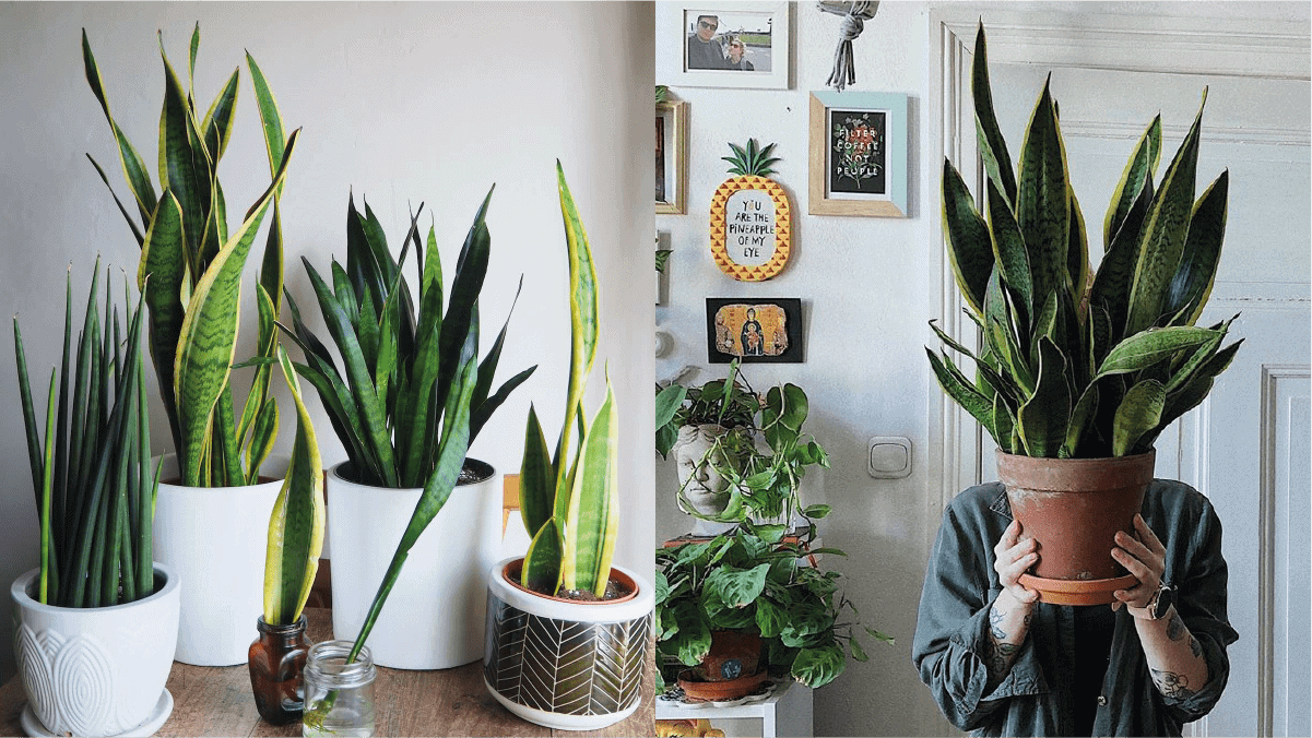 on left: different snake plants arranged in a room. On the right: a guy covering his face with a huge snake plant. 