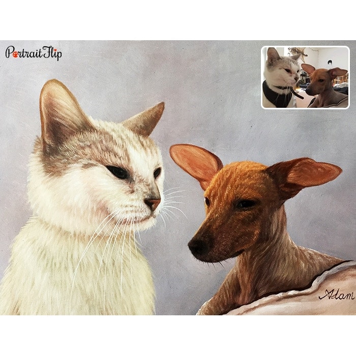 cat and dog compilation portrait
