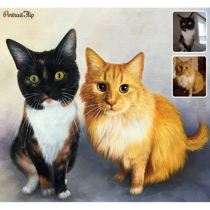 cat compilation portrait