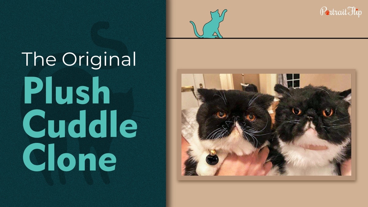 Plush cuddle clone for cat lovers