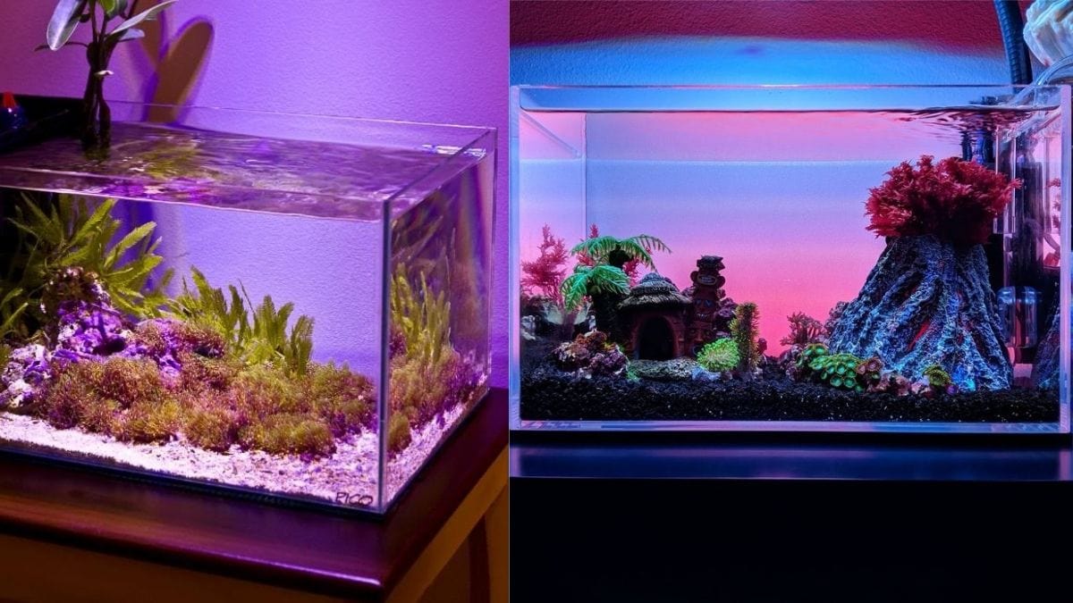 Fish tanks decorated to complement valentine's day decor.