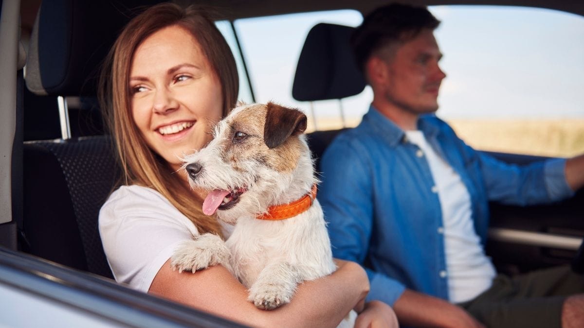 A happy couple on a drive with their dog on valentines day.