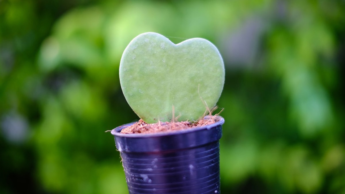 A zoomed image of Hoya kerrii, heart shaped succulent.