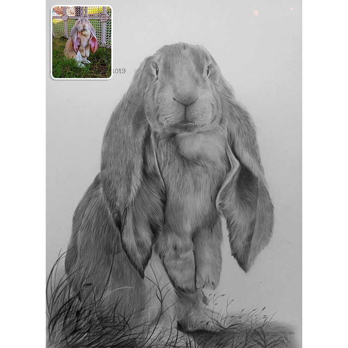 rabbit pencil sketch