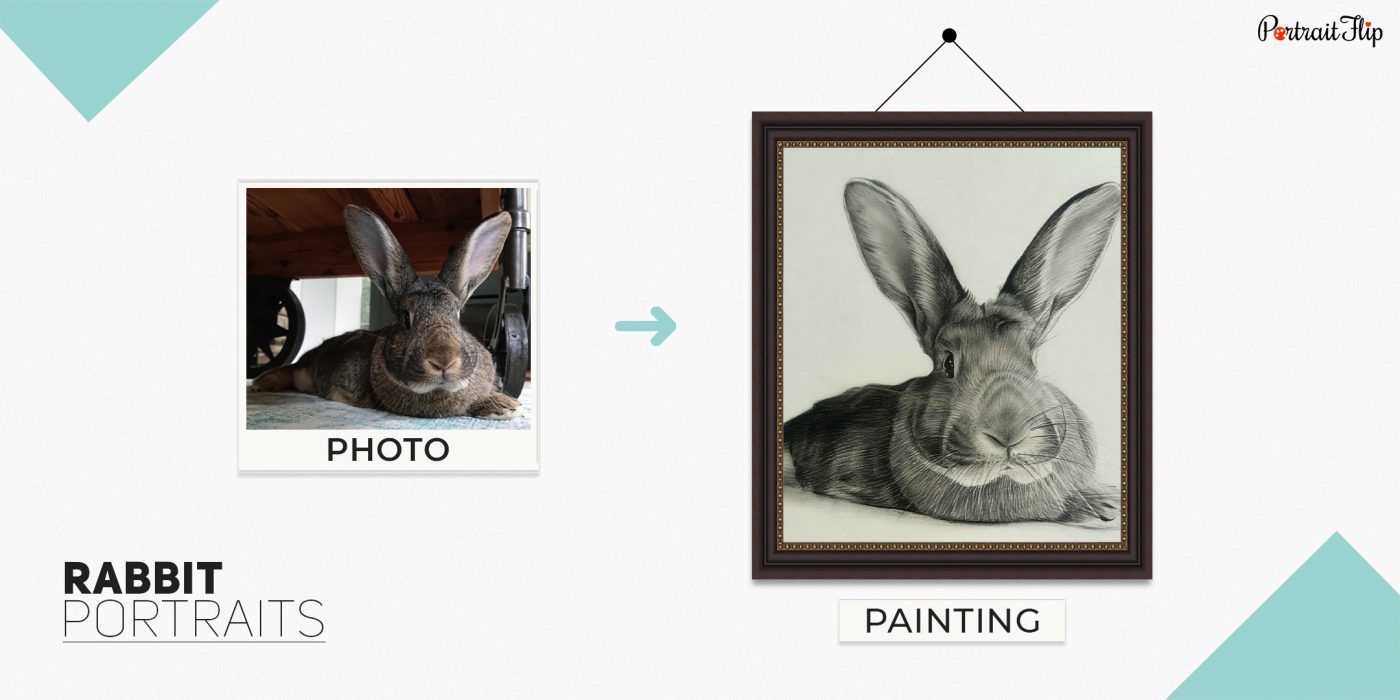 rabbit portrait cover