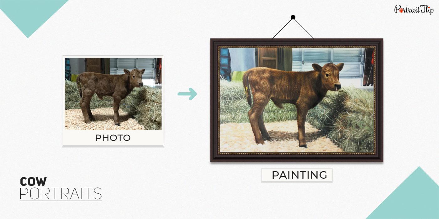 cow portrait cover