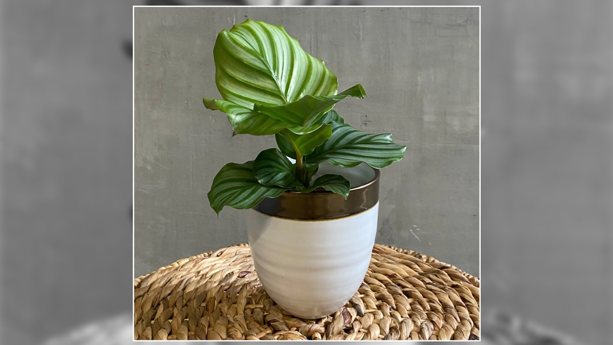 a plant with a white planter kept on a table.