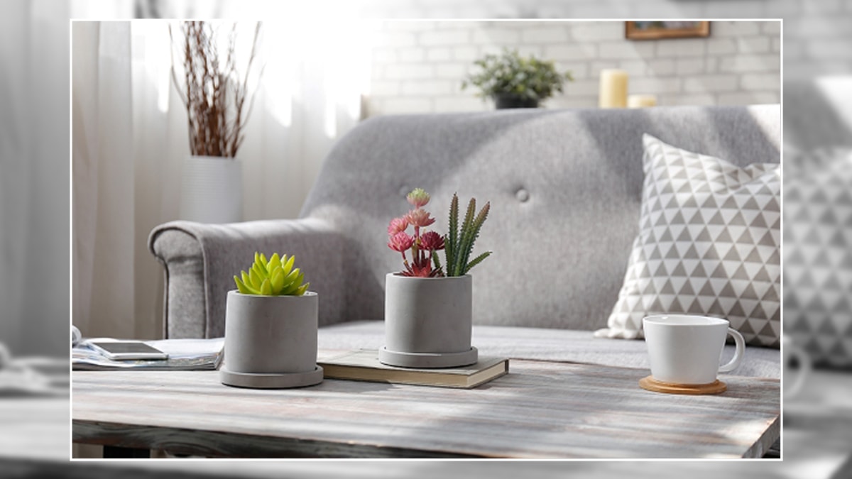 succulents placed on a table
