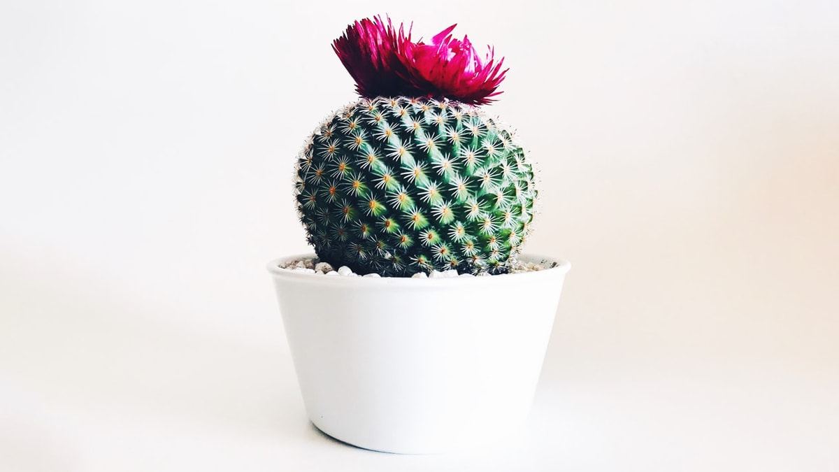 A cute cactus planted in a white flowerpot. It has a pink flower on top this is another gradutaion gift ideas for granddaughter.