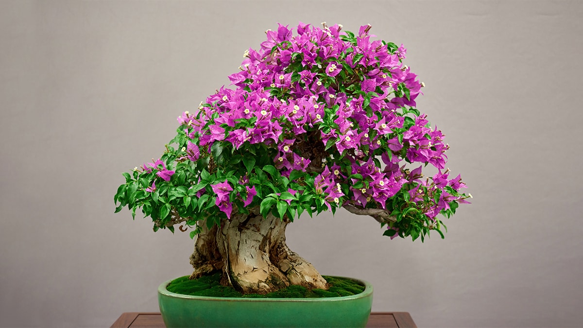 a bonsai with flowering pink flowers. 