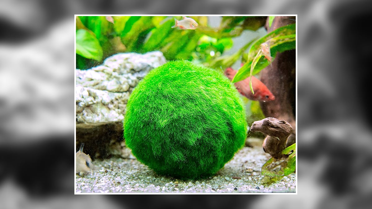 a Moss ball in  a fish aquarium with small fish. 