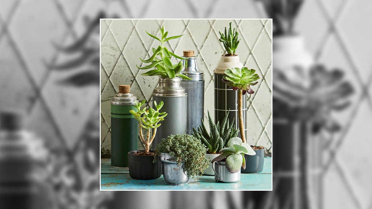 A memorial gift idea for loss of father. It is a collection of succulent plants.