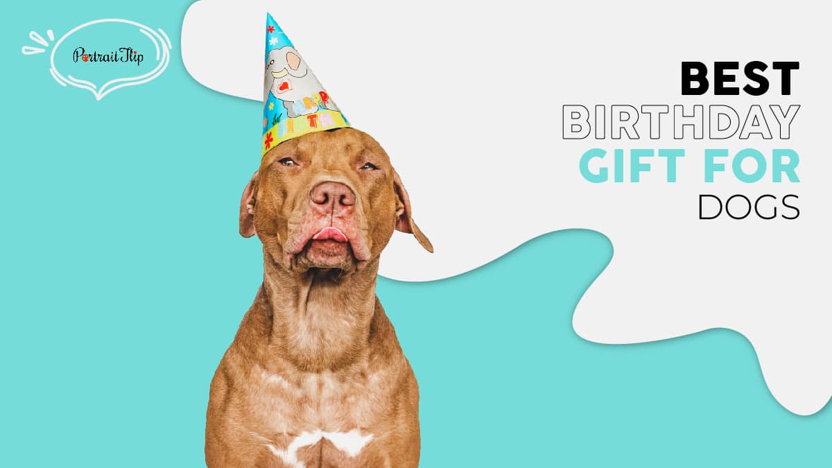 A brown pooch with a colorful birthday cap. The text reads best birthday gift for dogs
