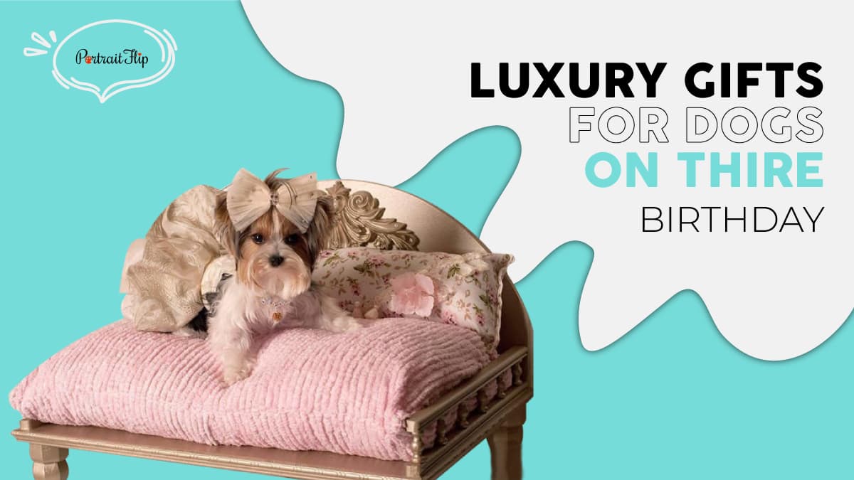 A dog enjoying his luxurious comfy pink bed. The text reads luxury gifts for dogs on their birthday