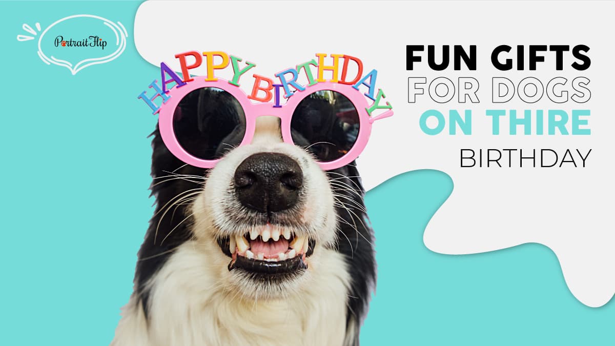 A dog wearing a pair of quirky sunglasses that reads happy birthday. The text reads fun gifts for dogs on their birthday