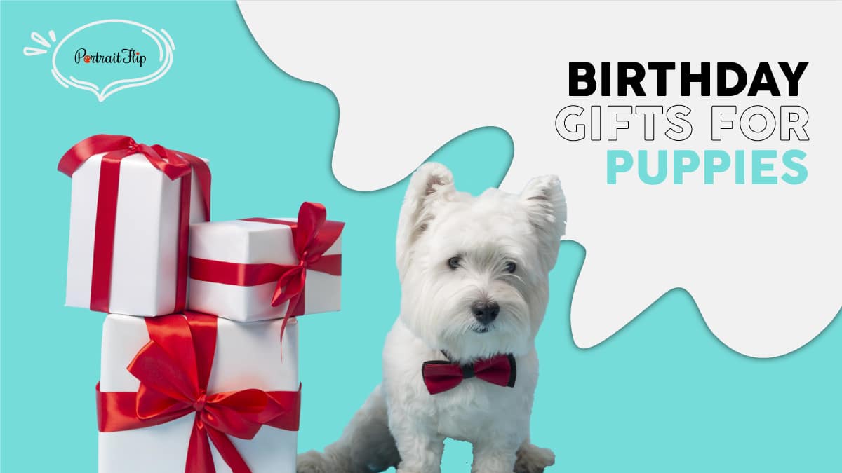 A white puppy with some dog birthday gifts. The text reads birthday gifts for puppies