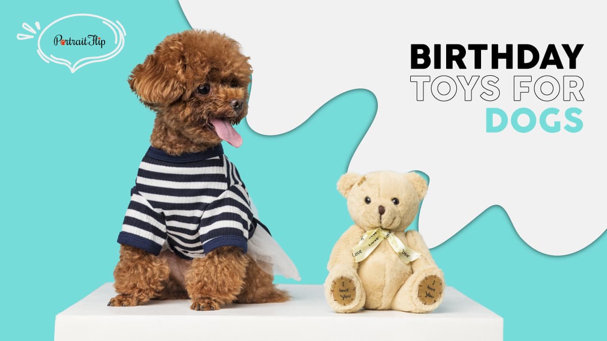 A brown color pup wearing a striped t-shirt is staring at his stuffed teddy bear. The text reads birthday toys for dogs