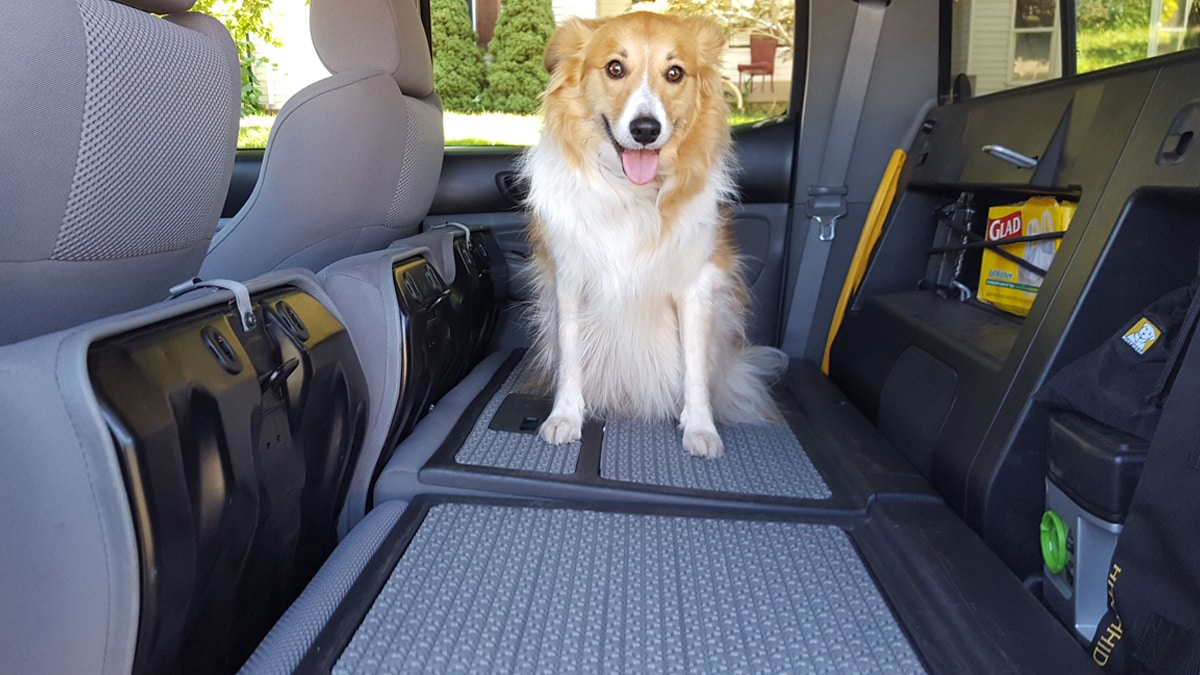 A dog siting behind a car in a backset safety dog deck