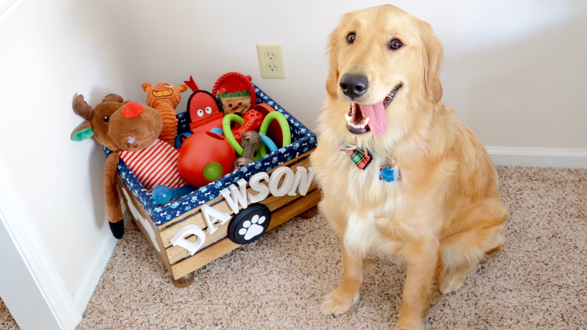 A dog sitting next to his toy box that has a variety of toys