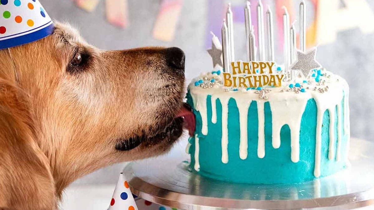 A dog licking his blue and white birthday cake that has silver candles on it 