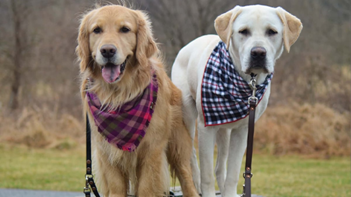 Two dogs wearing some fun dog collars that has some fun prints on it