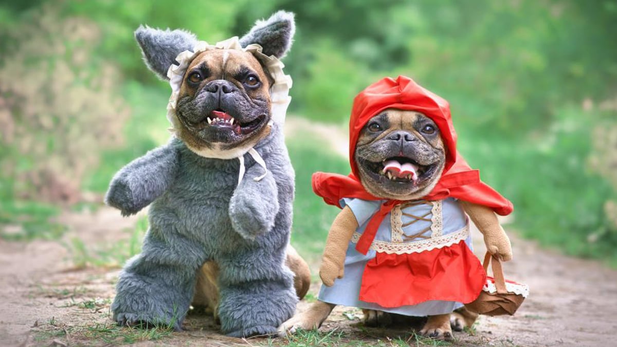 Two pugs in some amazing quirky costumes from their costume basket