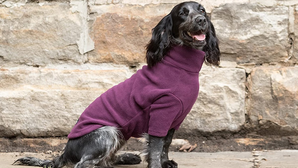 A dog wearing his purple pullover fleece jacket