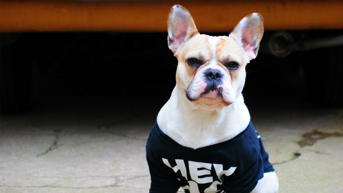 A dog wearing a customized dog t-shirt