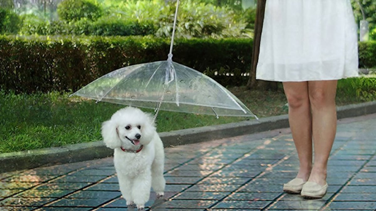 A girl taking her dog for a walk on a rainy day. The dog here is wearing a dogbrella that is translucent in color, for some protection from the drizzles