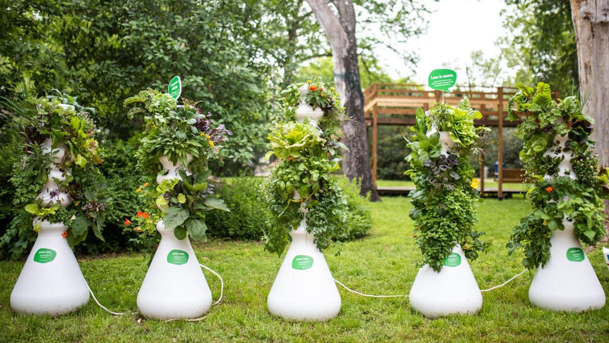 Lettuce grow farm stands in a garden backyard 