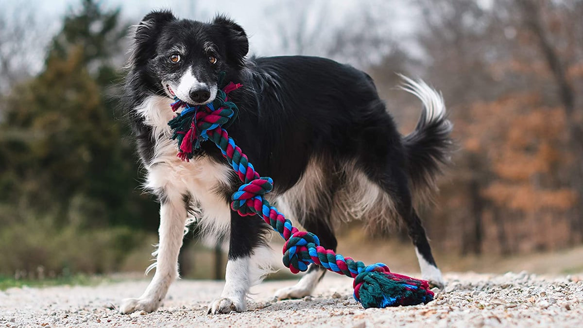 A dog playing with his colorful flossy rope