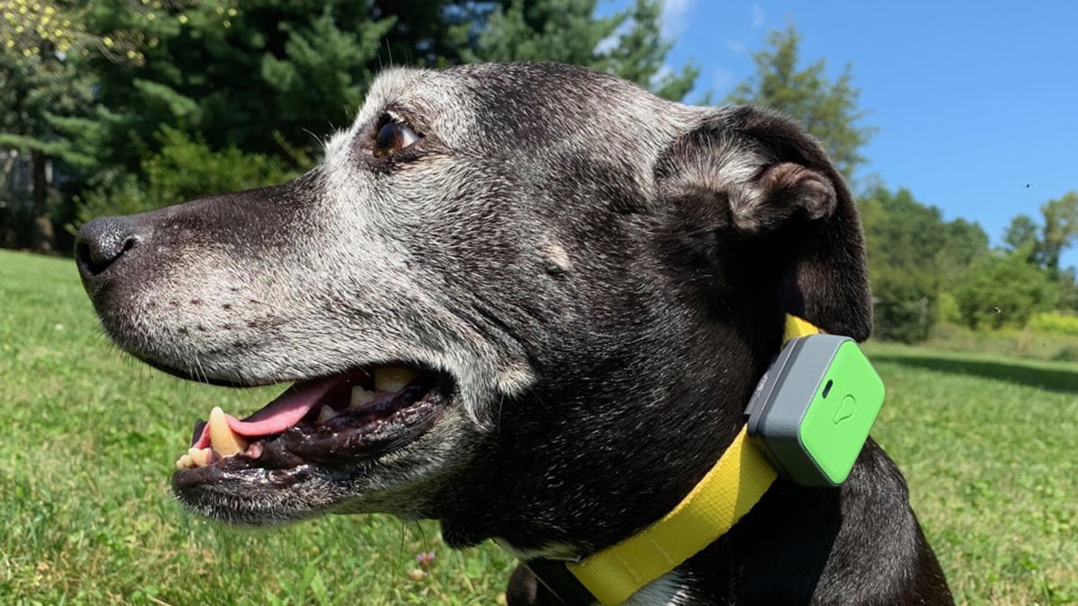 A dog wearing a GPS tracking leash which is yellow and green in color