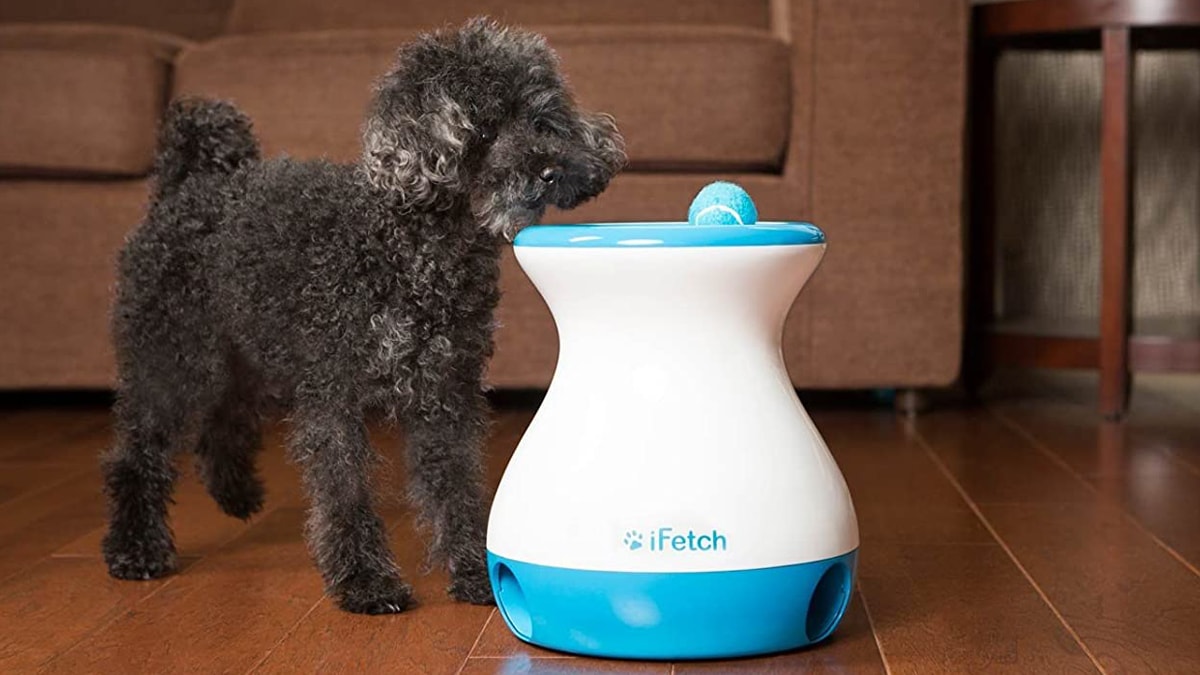 A pup playing on his IFetch Frenzy which is blue and white in color