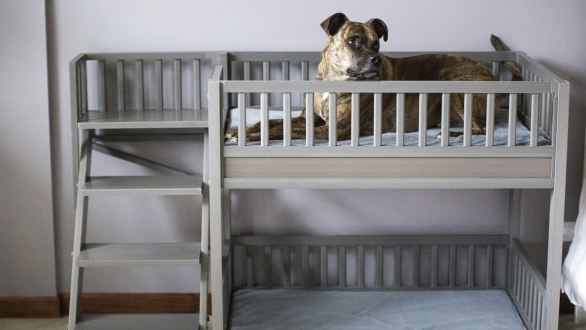 A dog enjoying his bedside bunk 