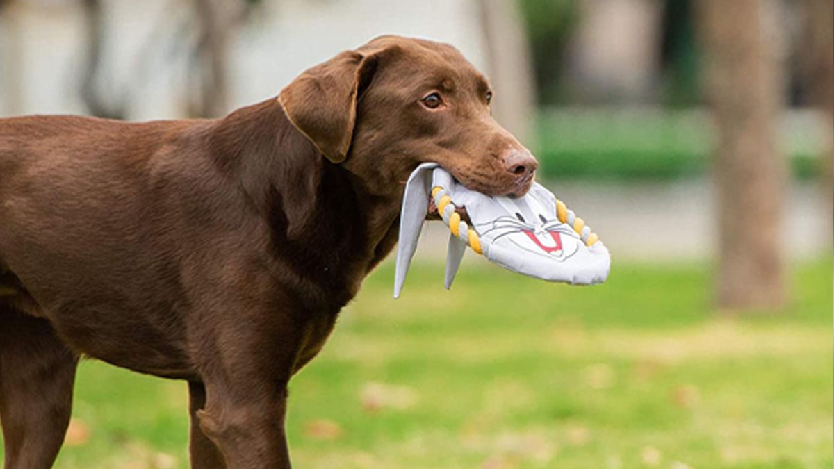 A dog playing with his rope disc toy