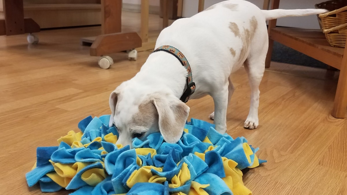 A dog looking out for his treat in a snuggle mat that is blue and yellow in color